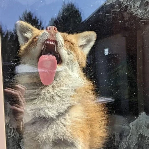 🌟 Sticker from The Fox