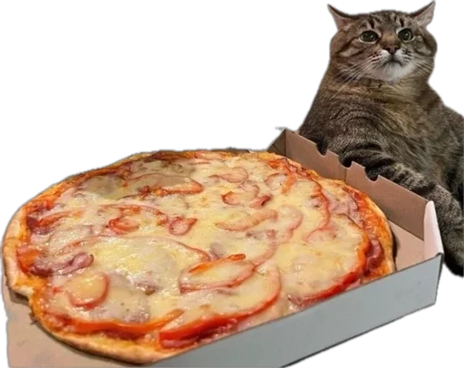 🍕 Sticker from Котэ