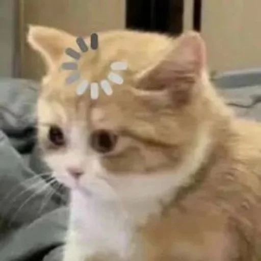 💓 Sticker from котики<3