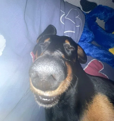 😴 Sticker from ебучие псины нахуй