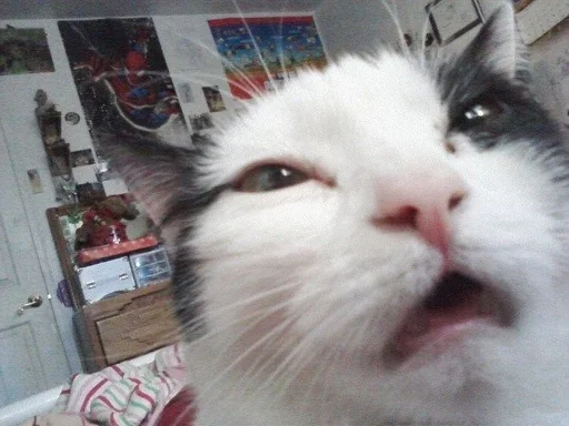 😵 Sticker from коты флока.