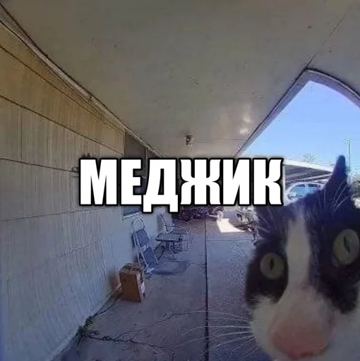 😱 Sticker from @sqeay лучший ёж