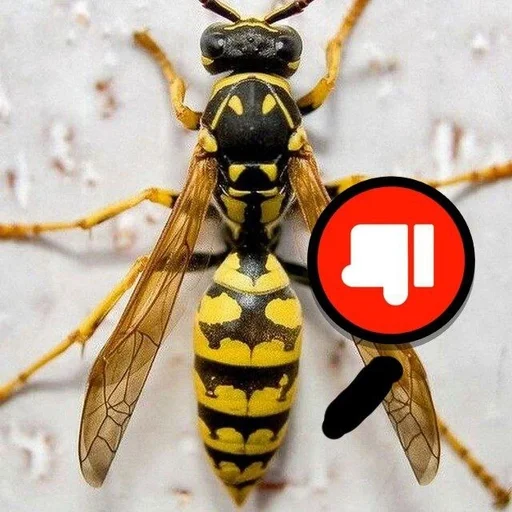 👎 Sticker #4 from ОСЫ ТОП