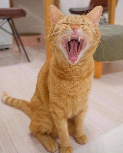 🐱 Sticker from Котики🐱
