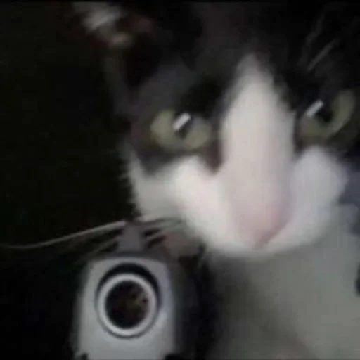 😡 Sticker from kitties