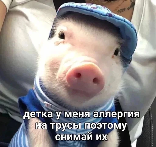 🐷 Sticker from для нас двоих😏