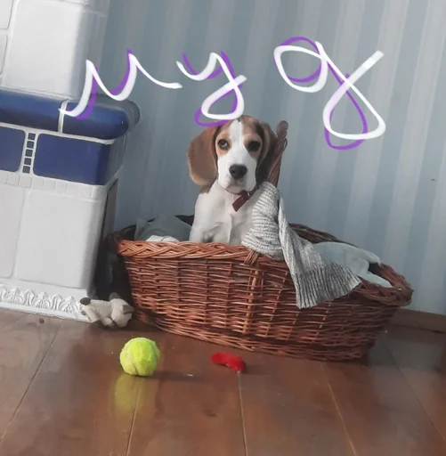 😐 Sticker from BeagleAmor