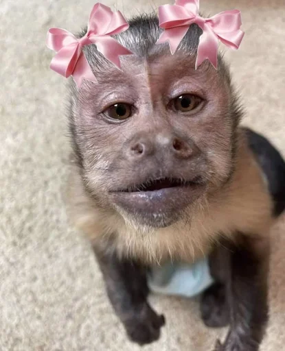 🌟 Sticker #17 from Monkey