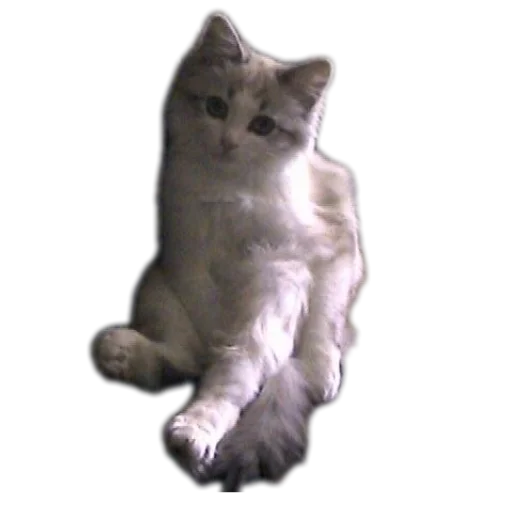 🐱 Sticker from Olegg42 sticker pack