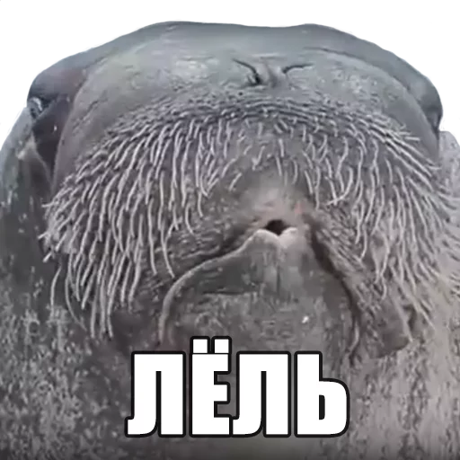 ☹ Sticker #19 from На случай важных переговоров