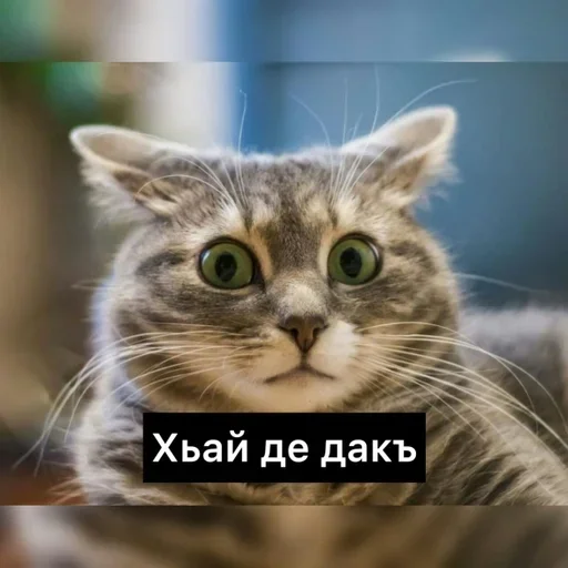 😂 Sticker #10 from Груз ма етта