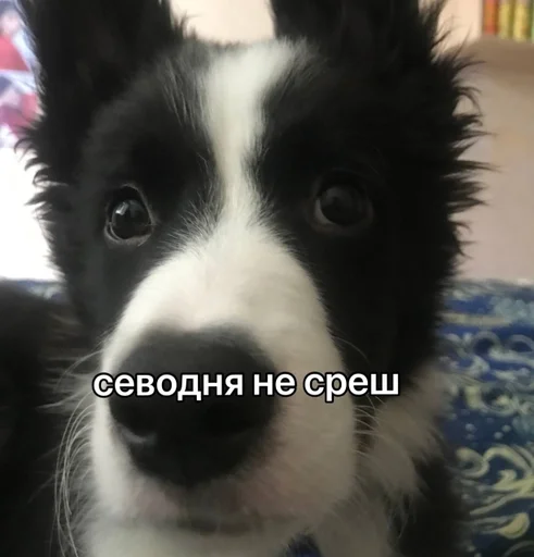 🚫 Sticker from каору вахуи