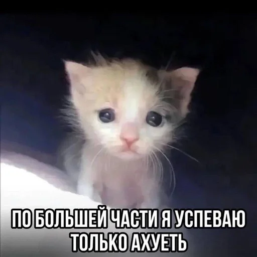 😨 Sticker #8 from КОТЕНКИ