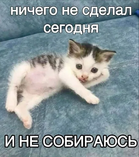 😴 Sticker #19 from КОТЕНКИ