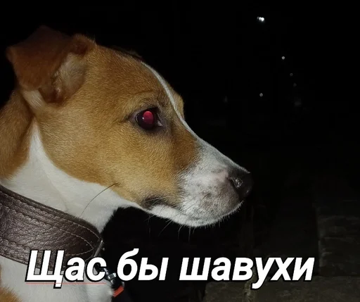 🌯 Sticker #9 from Пушок ван лав