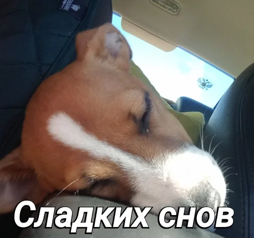 🌙 Sticker #17 from Пушок ван лав