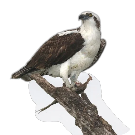 🐦 Sticker from Скопа//для Рп и тд