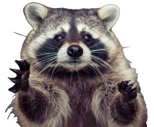 🫂 Sticker #22 from RACCOON
