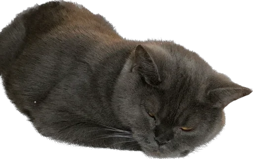 🍞 Sticker from Pussy rules