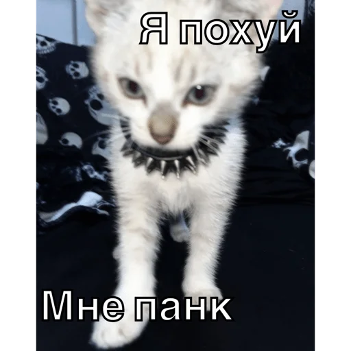 🎸 Sticker #21 from Упоротые котики
