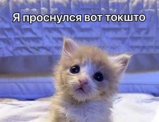 😇 Sticker #8 from котьки хехе