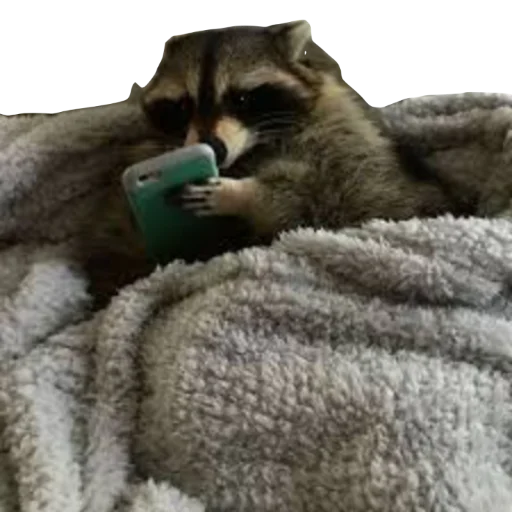 📱 Sticker #15 from RACCOON