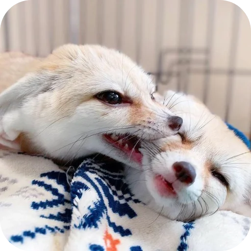 🐶 Sticker #8 from лютый кинн
