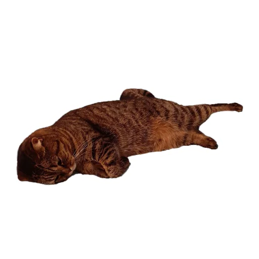 😥 Sticker from mad cat