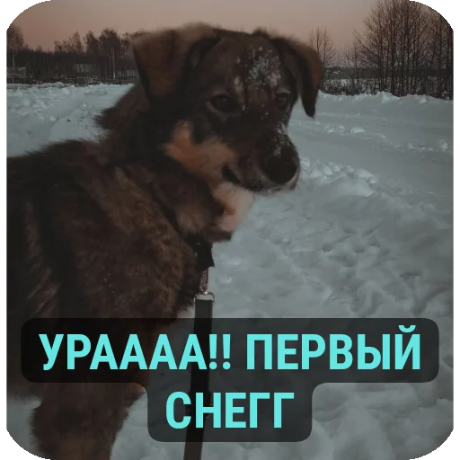 🐶 Sticker #10 from Для друзей