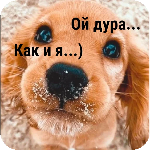 🐶 Sticker #5 from Для друзей
