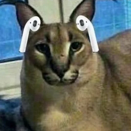 😼 Sticker #5 from Tharo memes