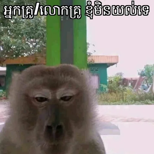 🐵 Sticker #13 from Tharo memes