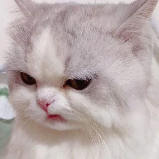 😾 Sticker #18 from ᴄᴜᴛᴇ ᴄᴀᴛs