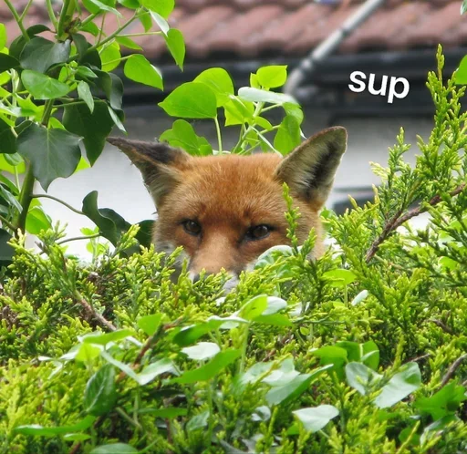 👋 Sticker from 𝙨𝙠𝙪𝙡𝙠 𝙤𝙛 𝙛𝙤𝙭𝙚𝙨 🦊
